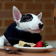 Image for article titled North Korean TV Uses Riley the Stoned Dog to Prove America's Decadence